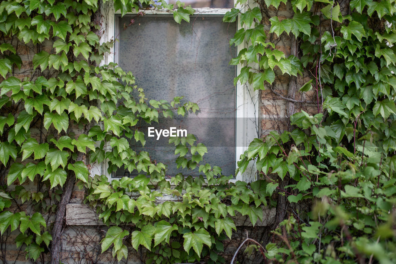 Close-up of ivy on wall