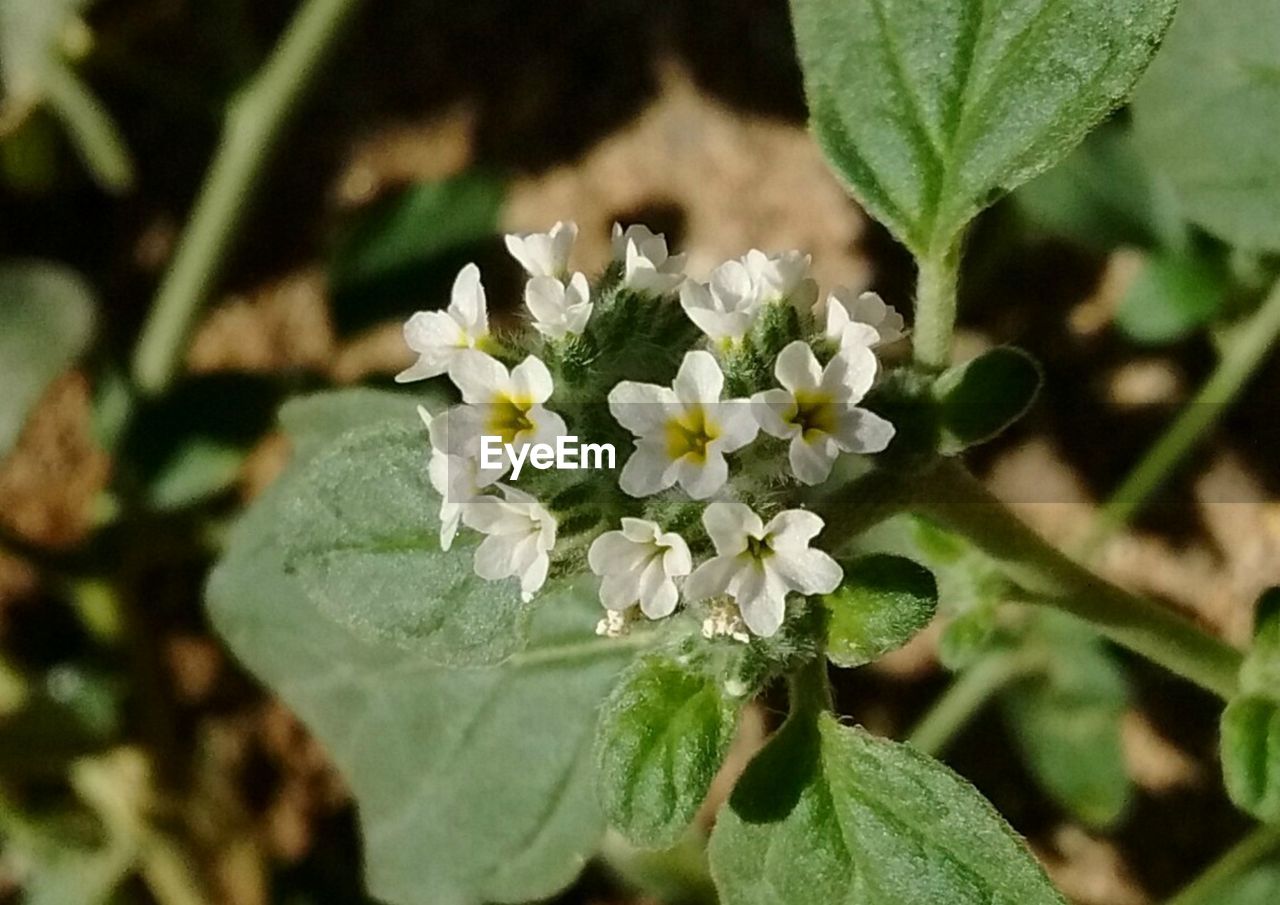 CLOSE-UP OF WHITE FLOWERS BLOOMING