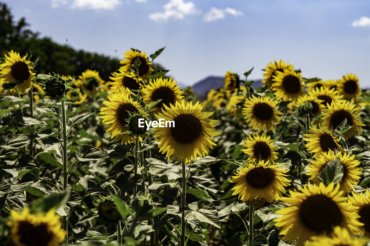 Close-up of sunflowers on field