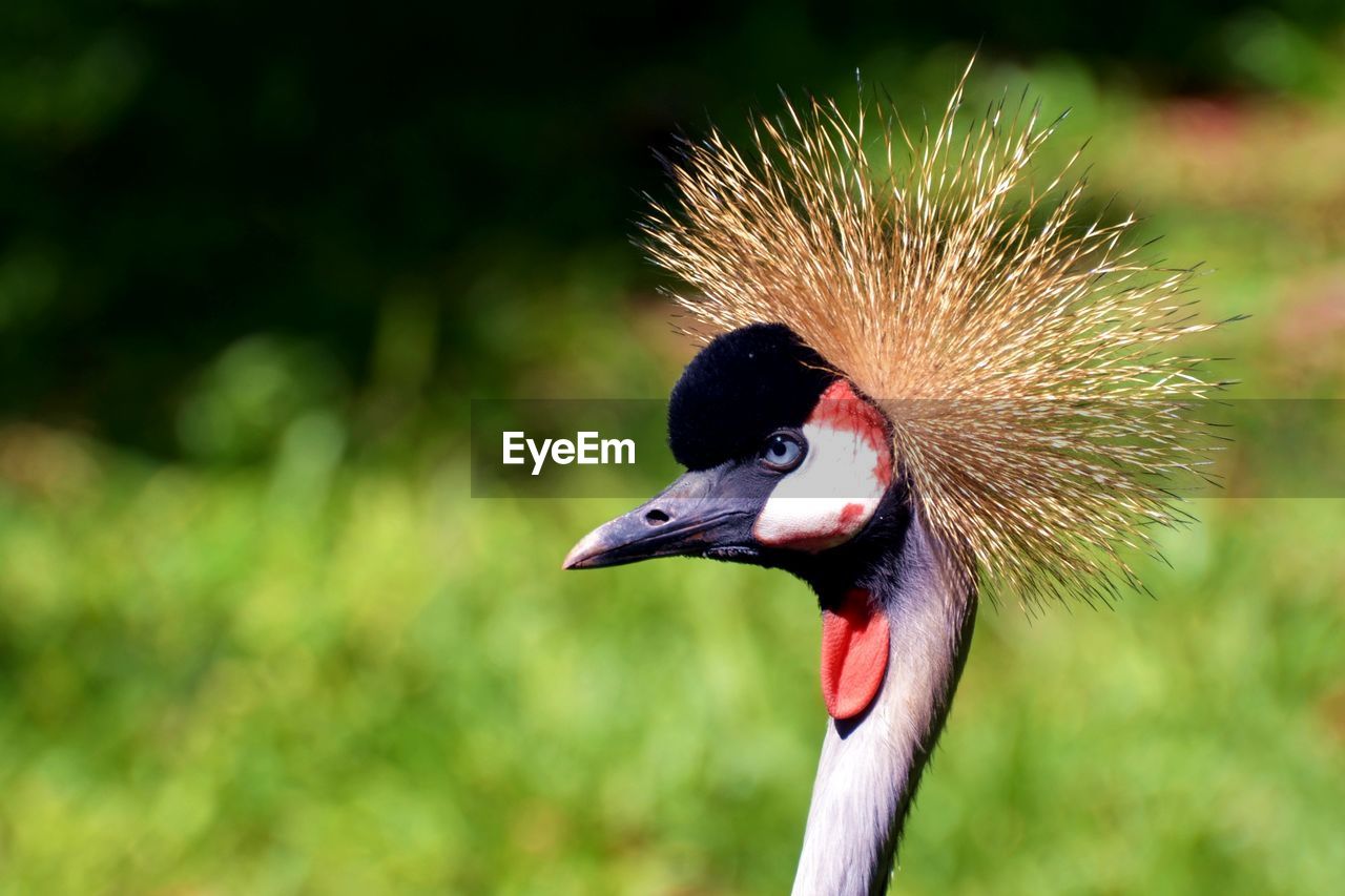 Close-up of grey crowned crane