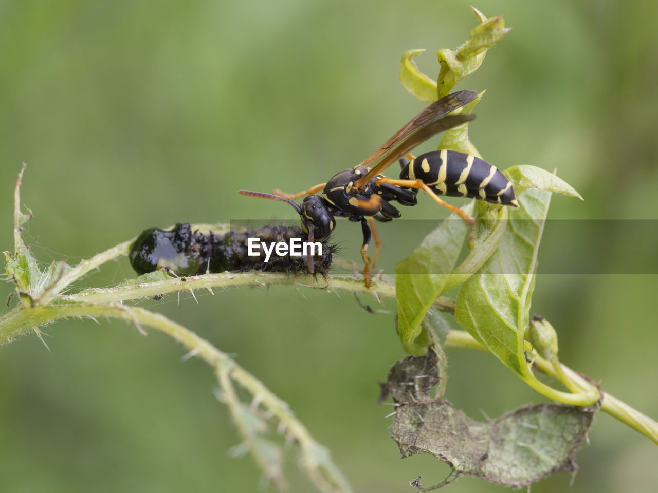 CLOSE-UP OF CATERPILLAR ON PLANT