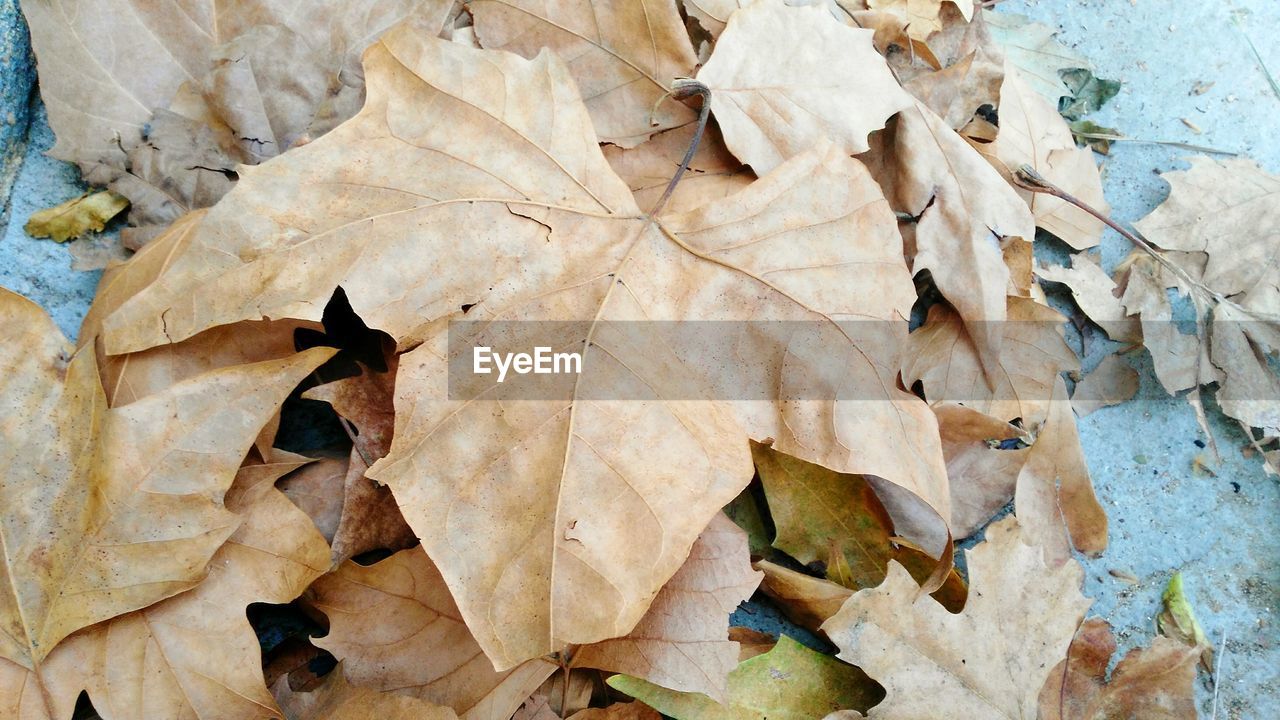 FULL FRAME SHOT OF DAMAGED LEAF ON WEATHERED WALL