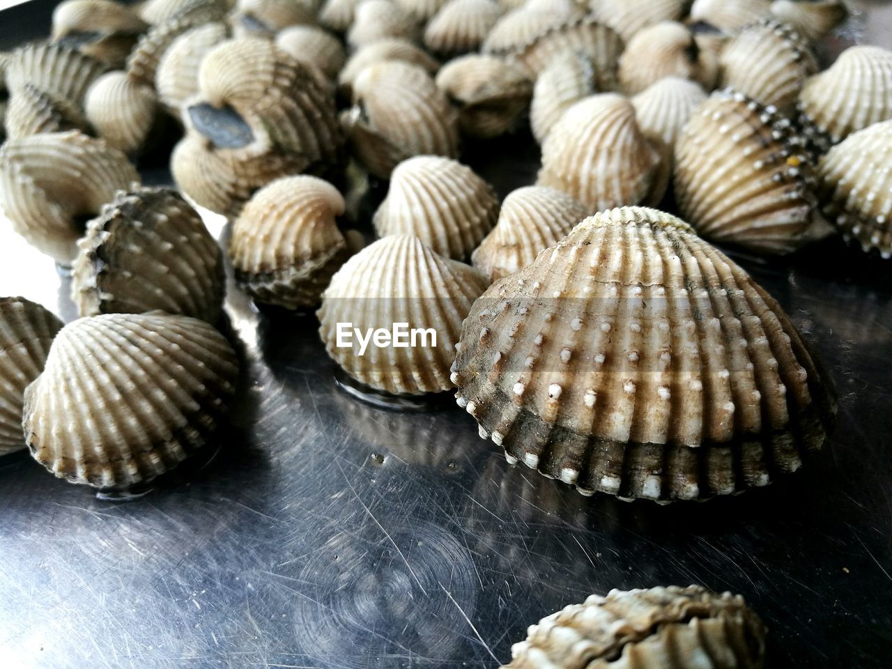 HIGH ANGLE VIEW OF SEASHELLS ON SHELLS