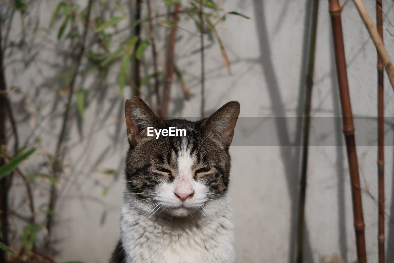 Close-up portrait of tabby cat