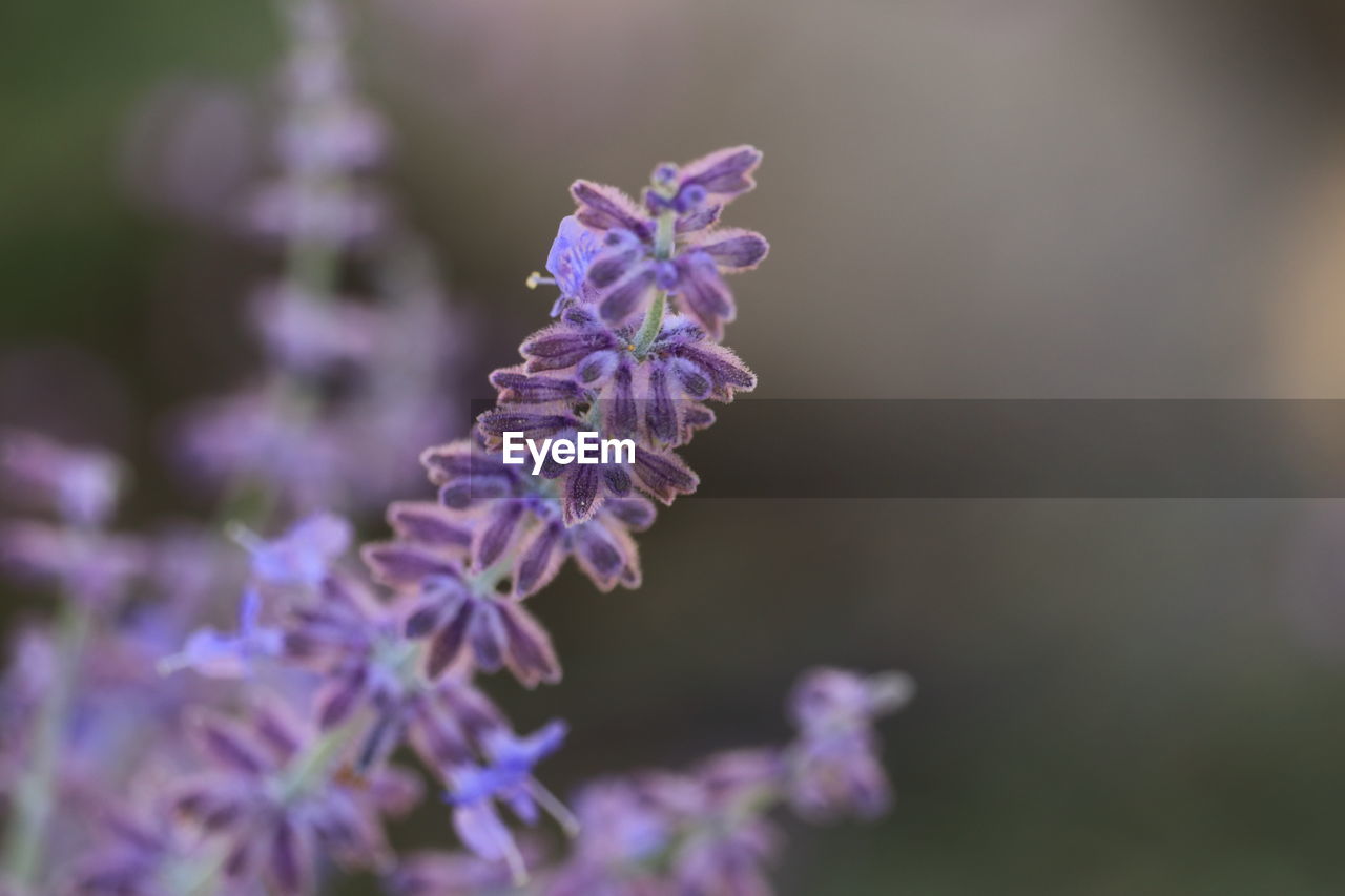 close-up of purple flowers