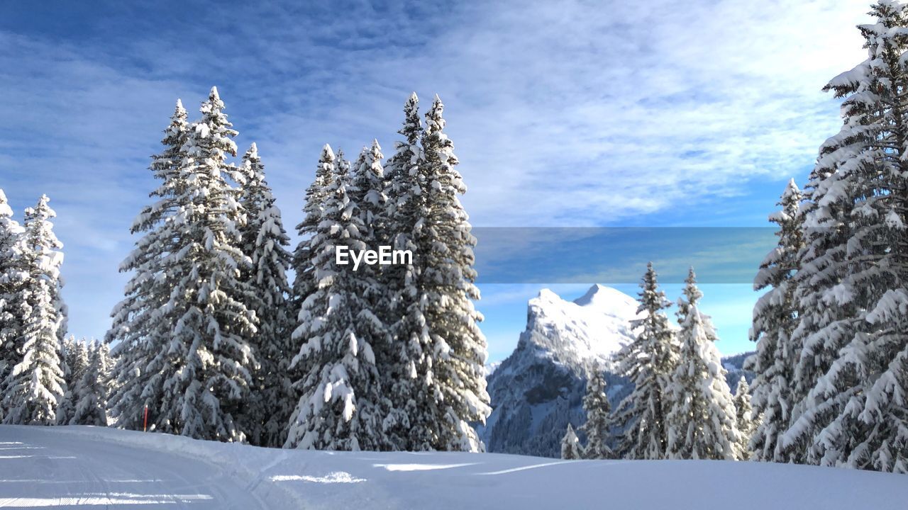 SNOW COVERED PLANTS AGAINST SKY