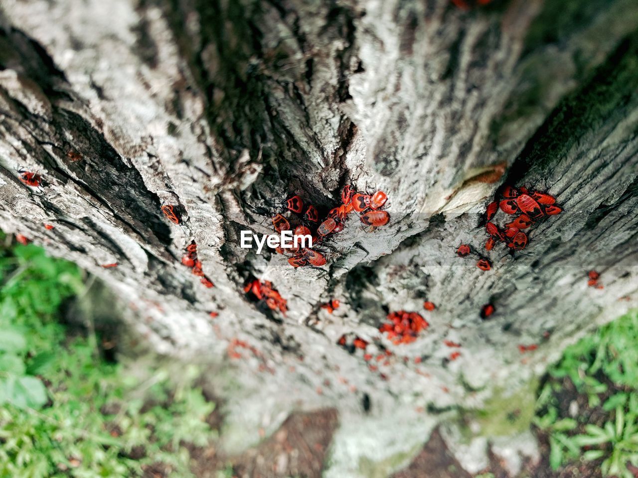 CLOSE-UP VIEW OF TREE TRUNK