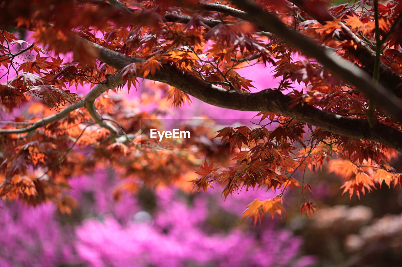 Close-up of maple leaves on tree