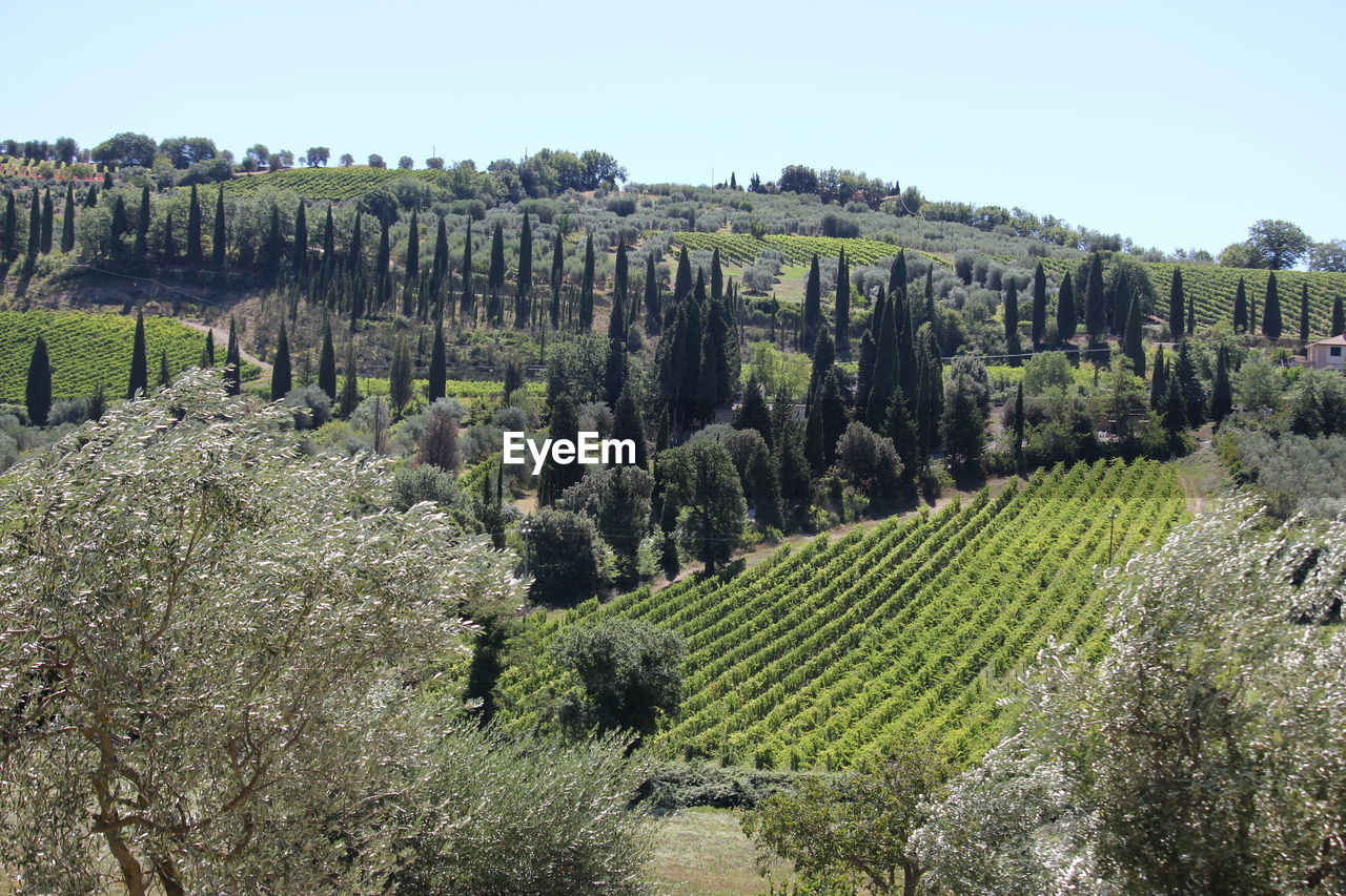 PANORAMIC VIEW OF AGRICULTURAL FIELD