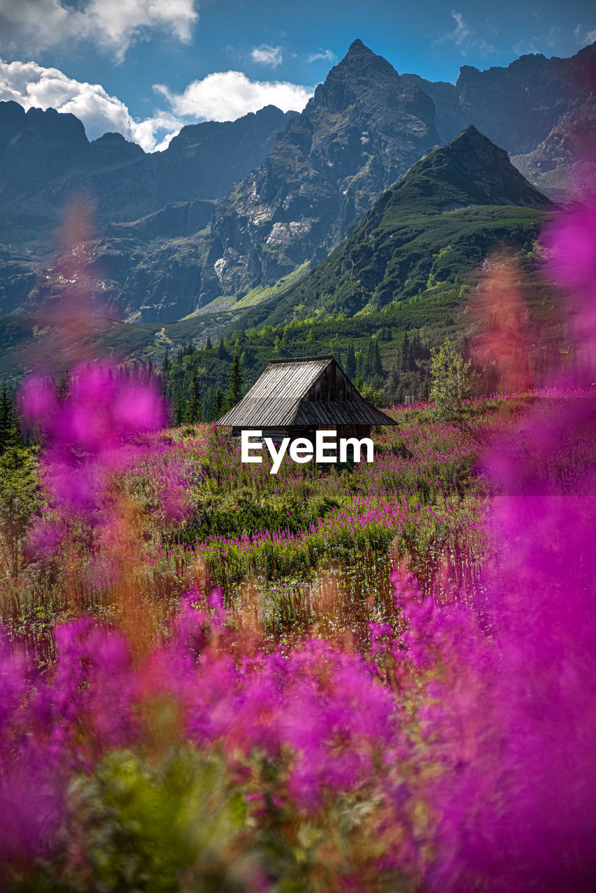 SCENIC VIEW OF PINK AND MOUNTAINS AGAINST SKY DURING WINTER