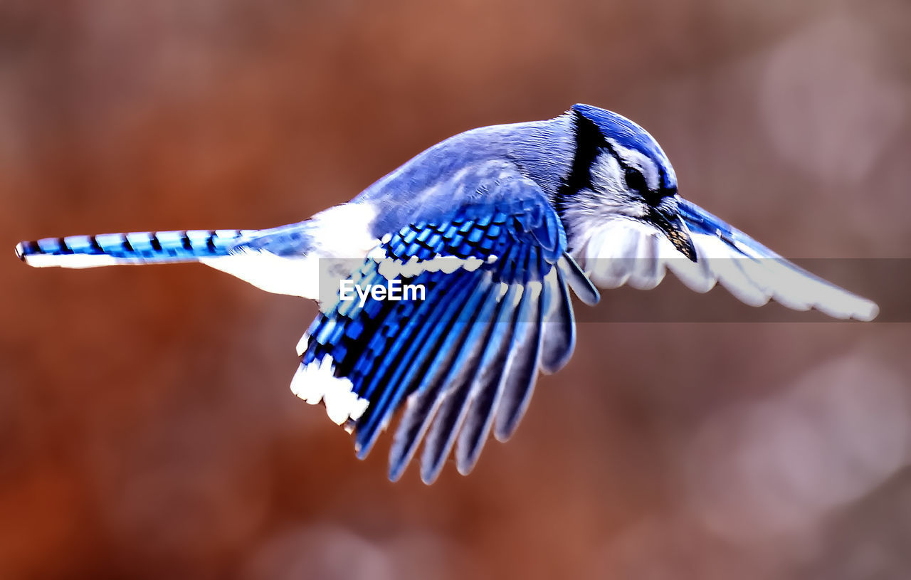 A bluejay flying along in the garden