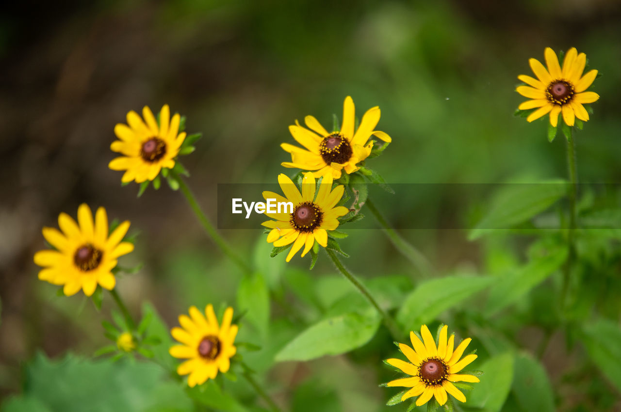 flower, flowering plant, plant, yellow, freshness, beauty in nature, nature, flower head, close-up, animal wildlife, summer, meadow, fragility, growth, petal, no people, wildflower, animal themes, multi colored, macro photography, inflorescence, medicine, outdoors, animal, herb, botany, insect, outdoor pursuit, green, healthcare and medicine, plant part, focus on foreground, alternative medicine, day, environment, food, leaf, sunlight, springtime, land, travel destinations, nature reserve