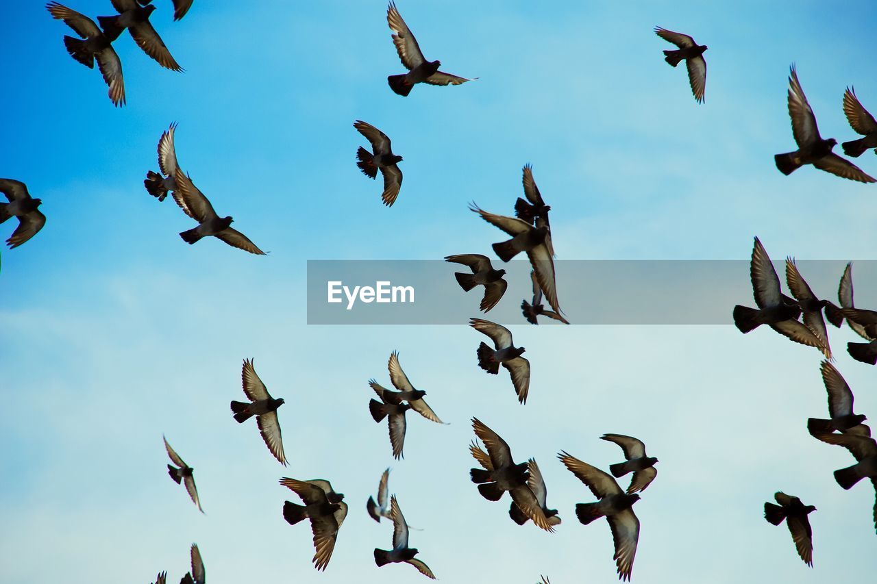 Low angle view of birds flying against sky