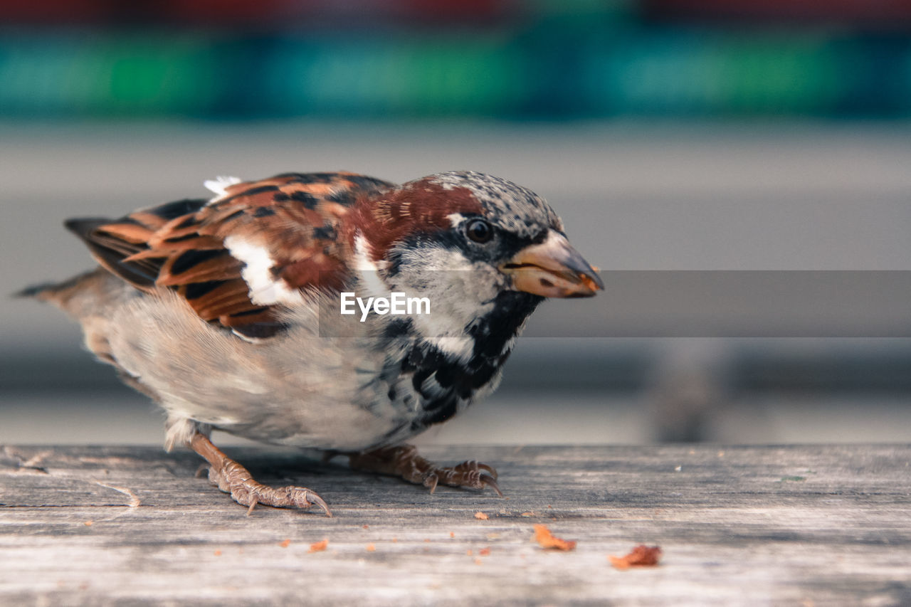 Close-up of sparrow