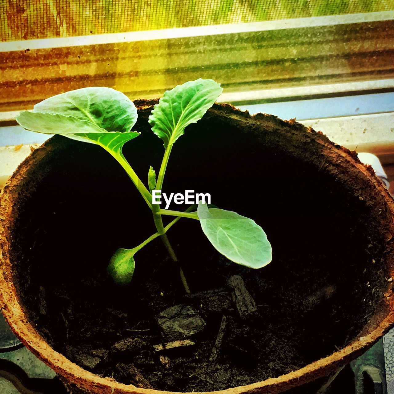 CLOSE-UP OF FRESH GREEN PLANT