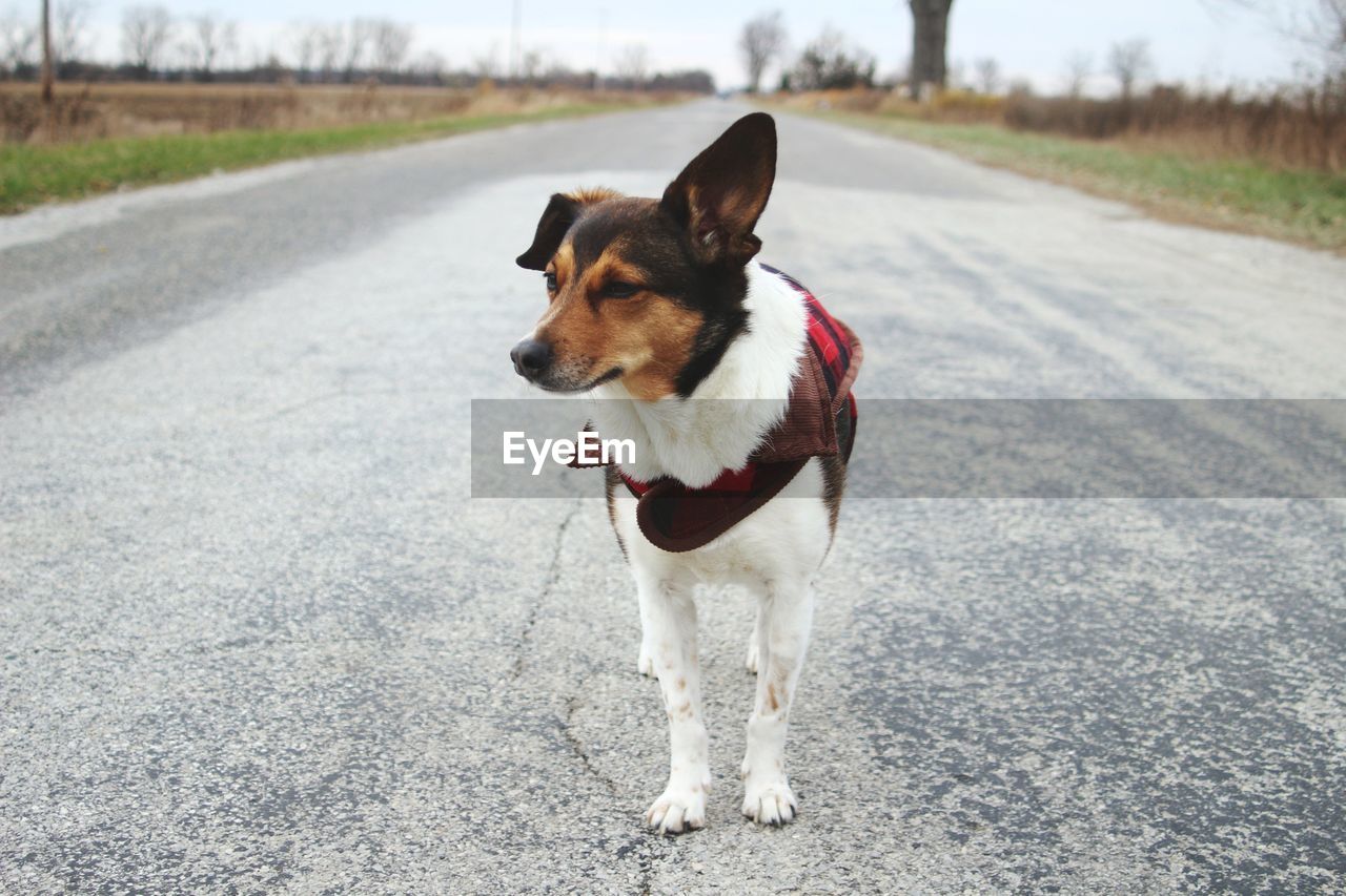 DOG ON ROAD OUTDOORS