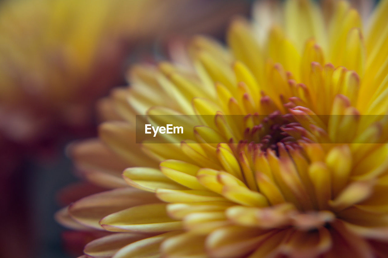 flower, flowering plant, yellow, freshness, plant, beauty in nature, close-up, fragility, petal, flower head, inflorescence, nature, growth, macro photography, no people, selective focus, chrysanths, focus on foreground, outdoors, daisy, extreme close-up
