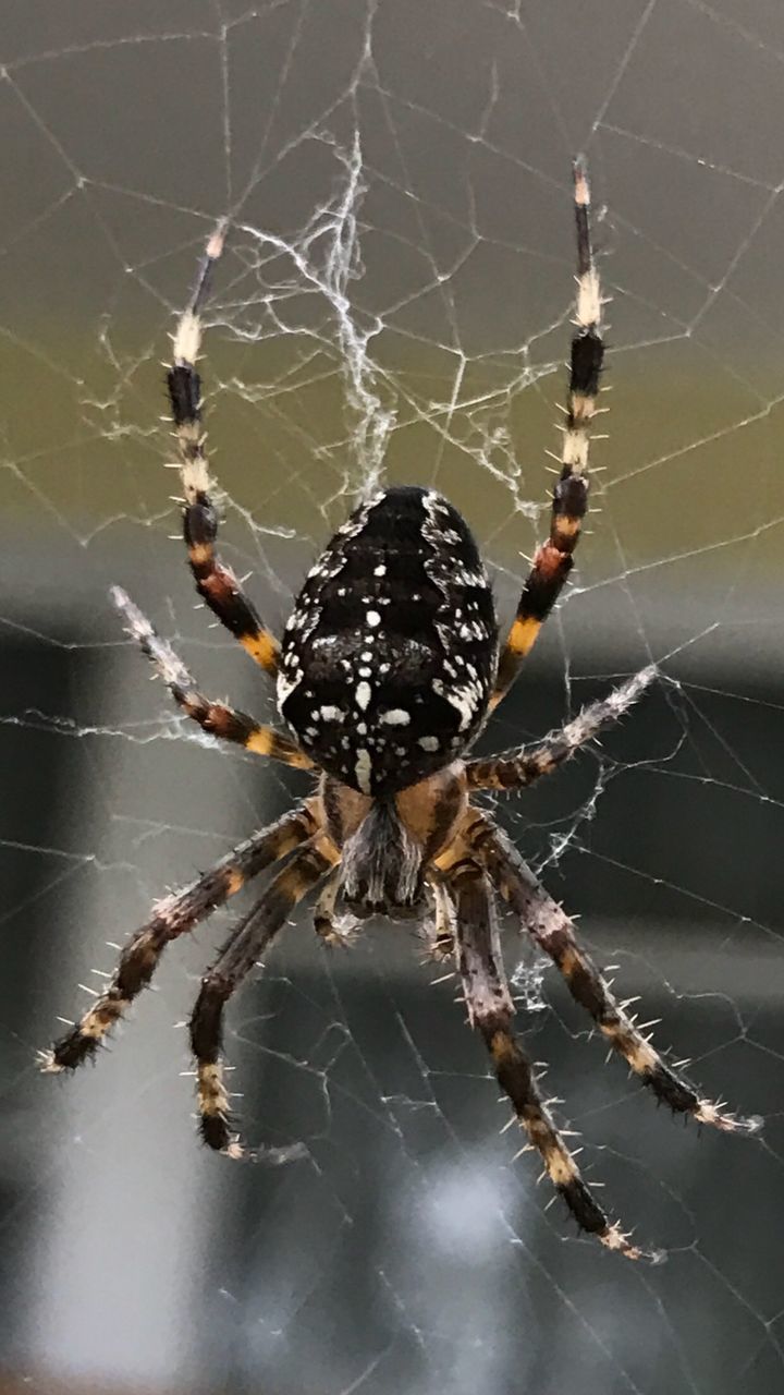 SPIDER ON WEB