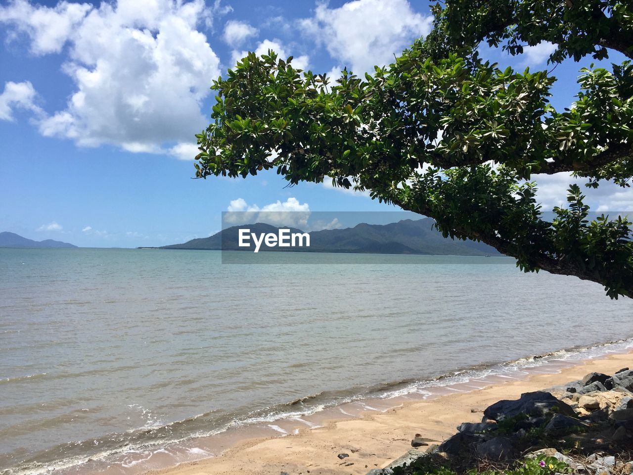 SCENIC VIEW OF SEA BY TREE AGAINST SKY