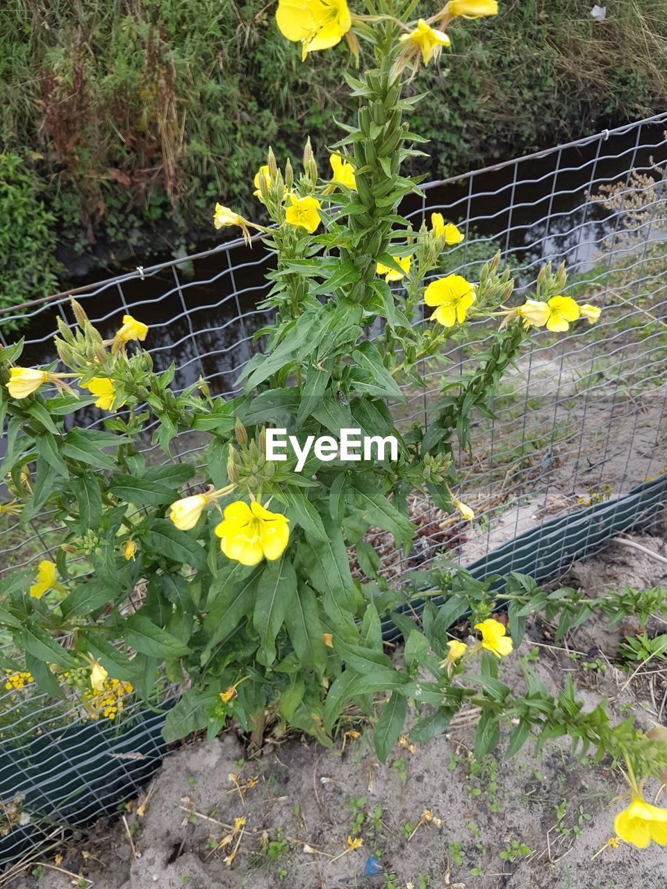 HIGH ANGLE VIEW OF YELLOW FLOWERS GROWING IN PARK