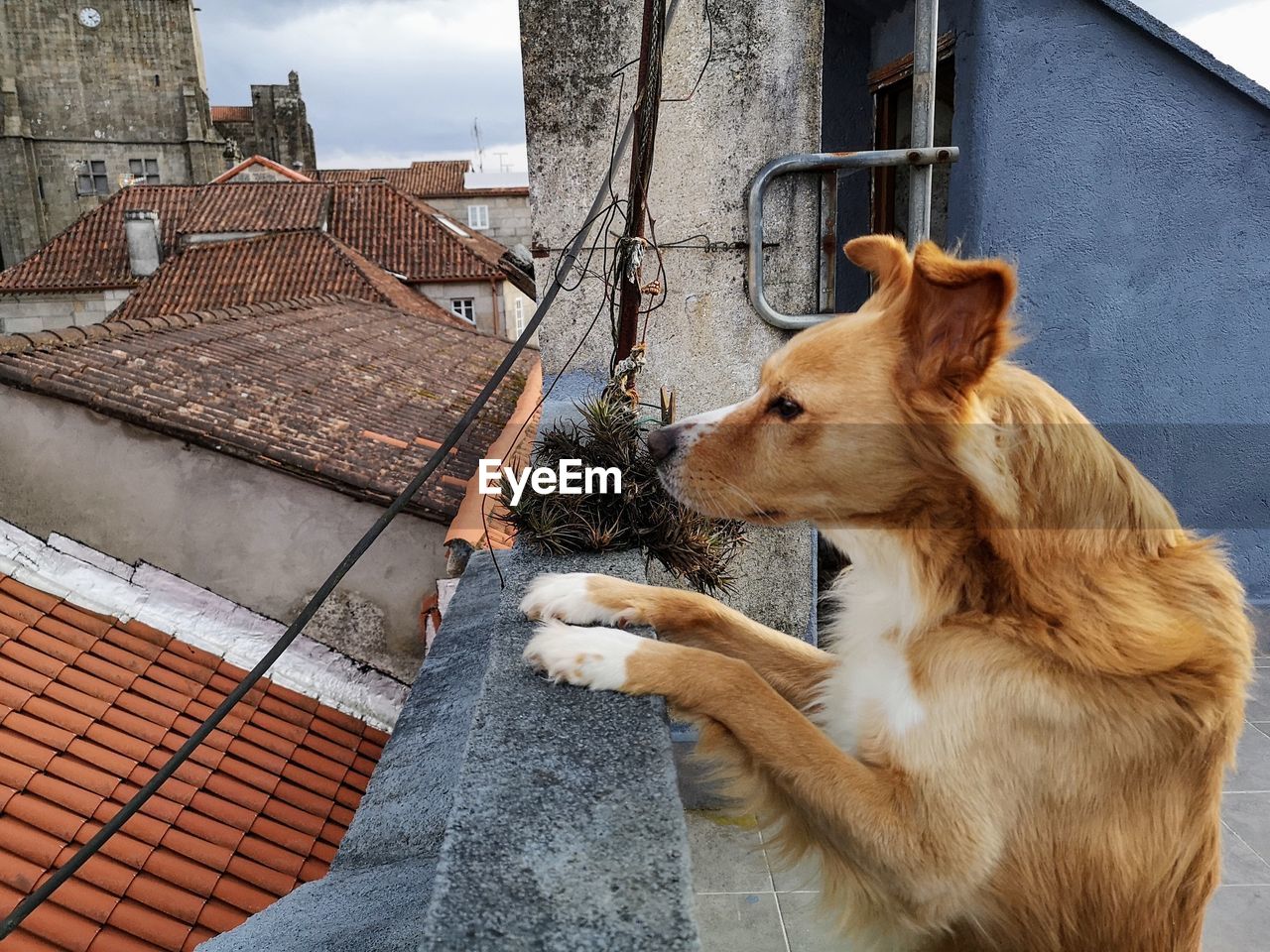 View of dog on street against building