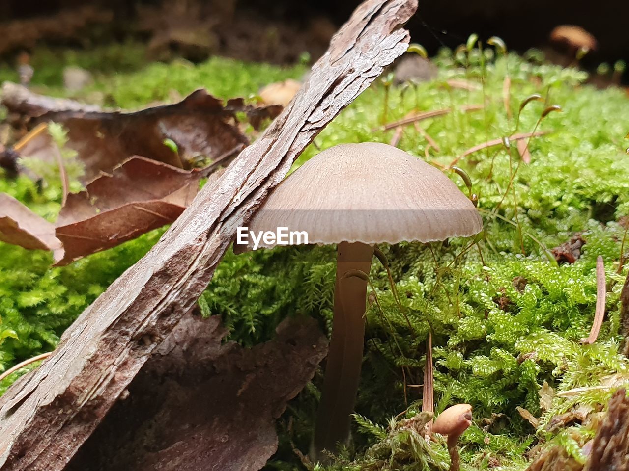 CLOSE-UP OF MUSHROOMS GROWING ON FIELD