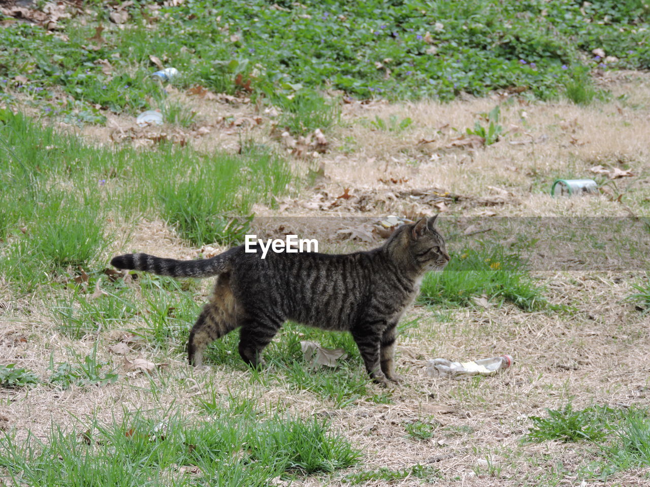 Cat standing on grassy field