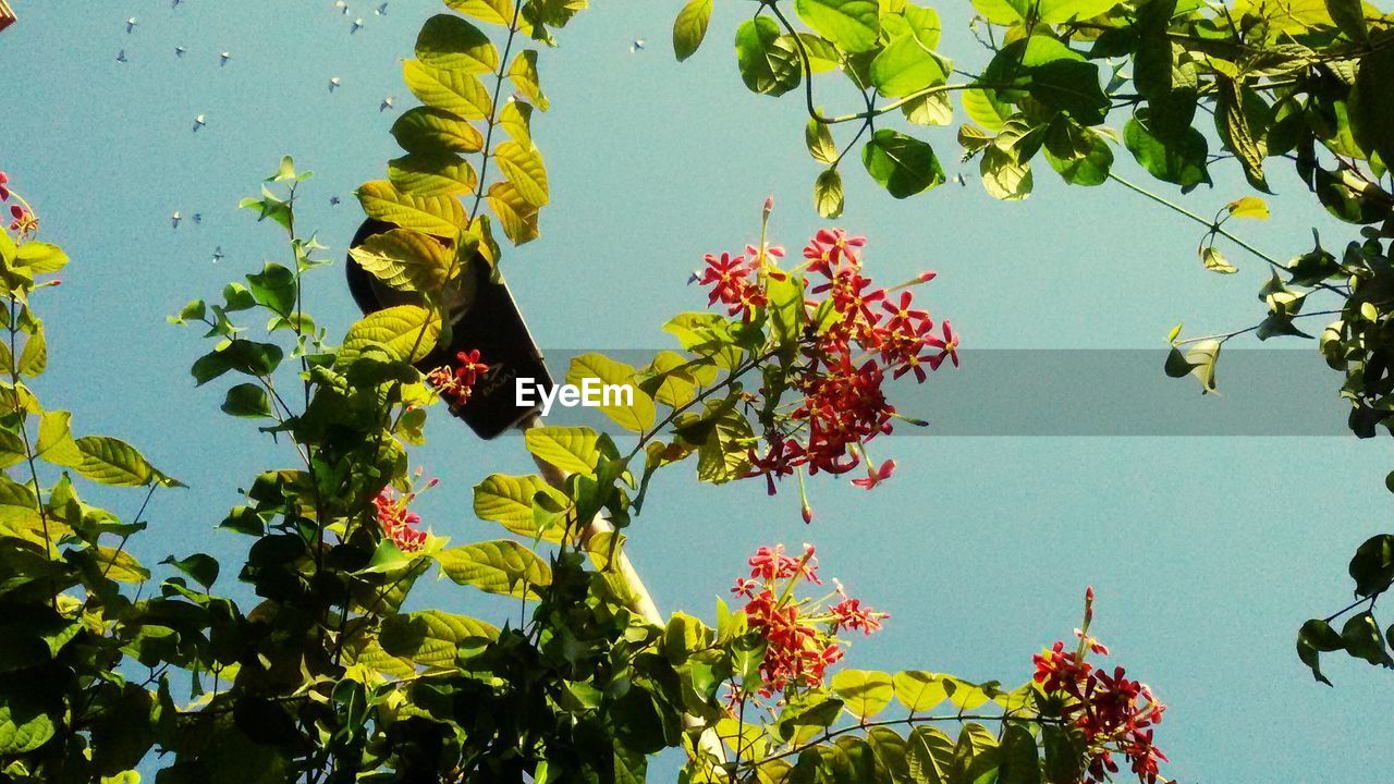 LOW ANGLE VIEW OF FRUITS ON TREE