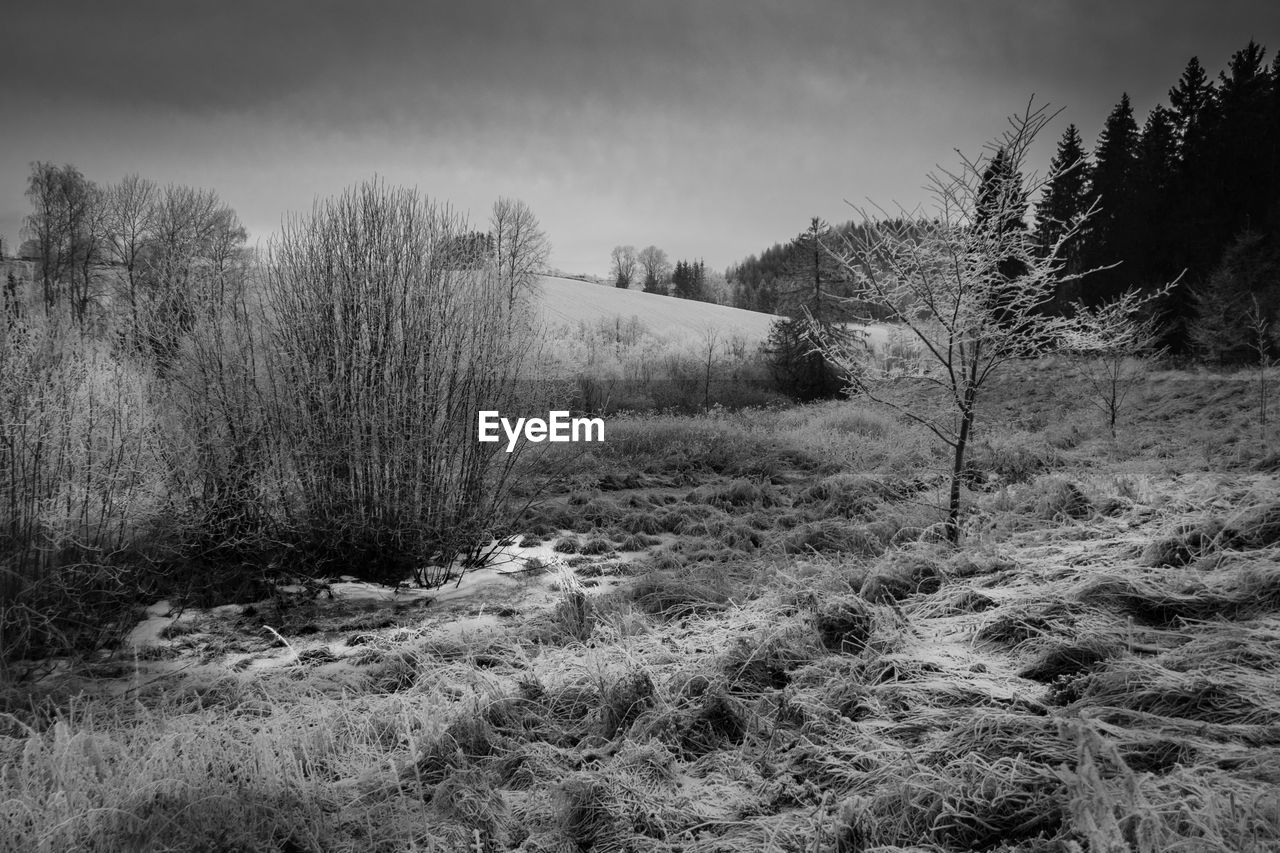 Trees on landscape against sky