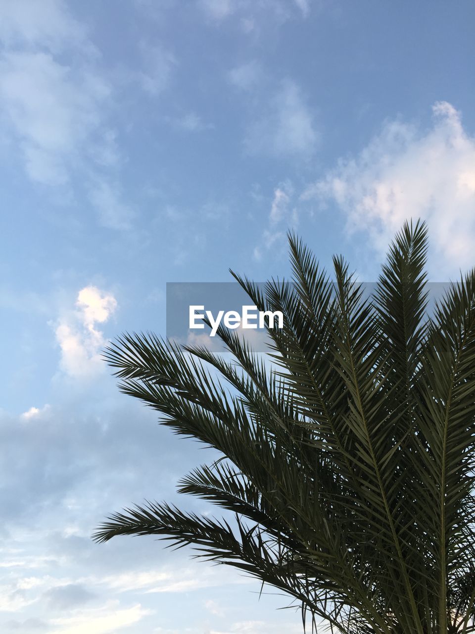 LOW ANGLE VIEW OF PALM TREES AGAINST SKY