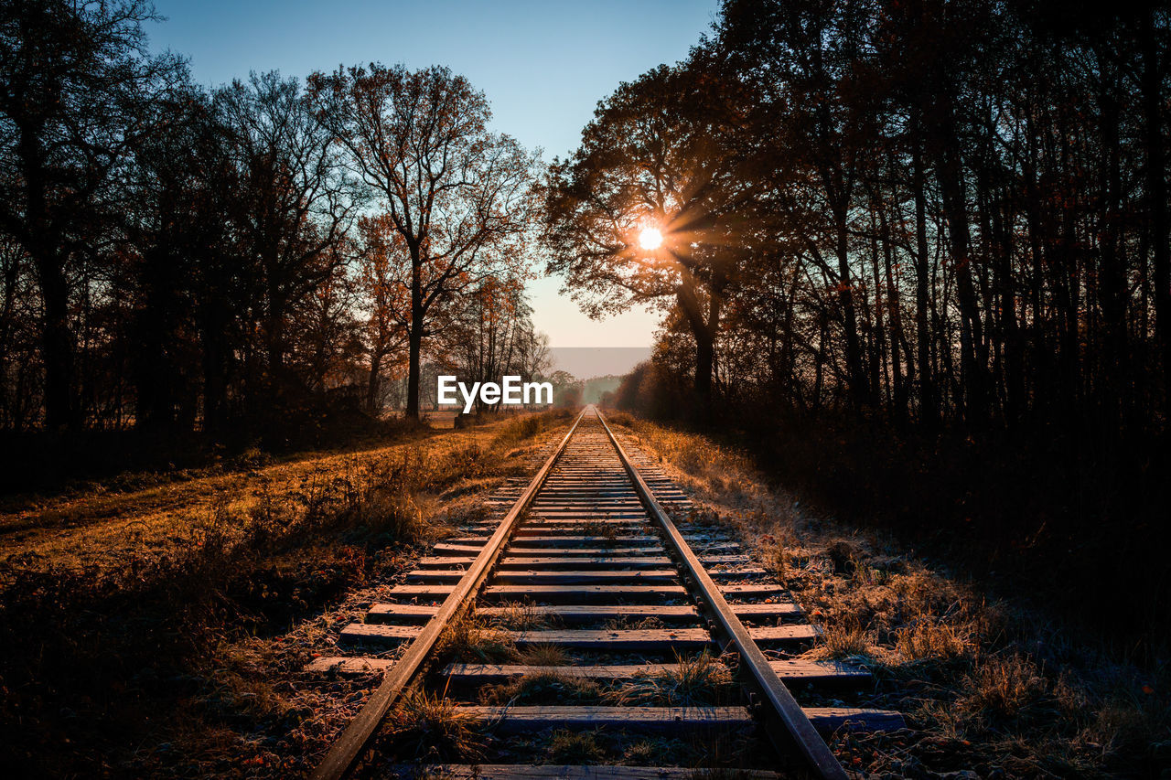 VIEW OF RAILROAD TRACKS AMIDST TREES