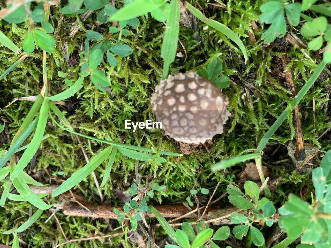 HIGH ANGLE VIEW OF MUSHROOMS GROWING ON LAND