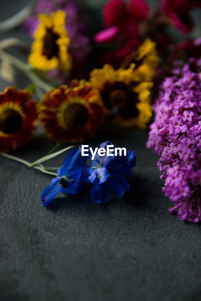 Close-up of purple flowers