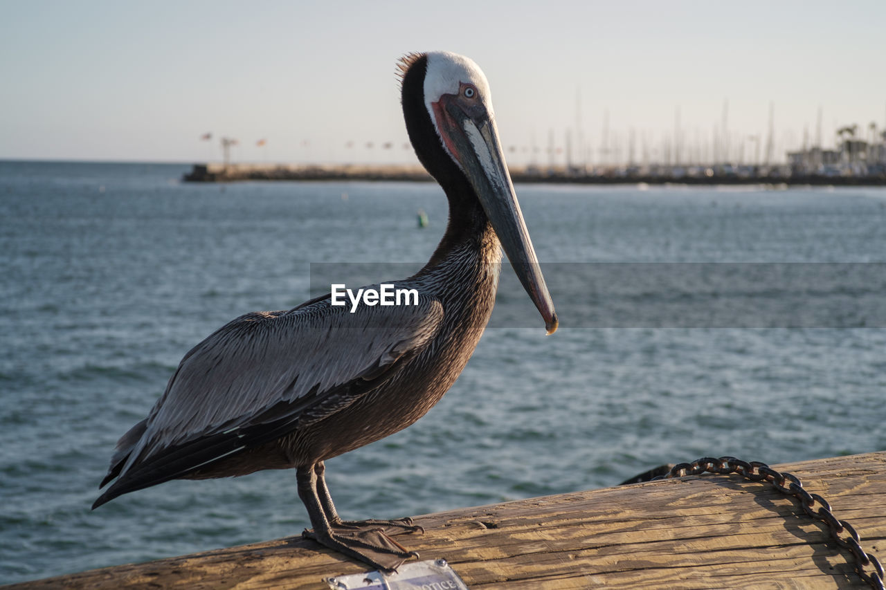 CLOSE-UP OF BIRD PERCHING ON SHORE AGAINST SEA