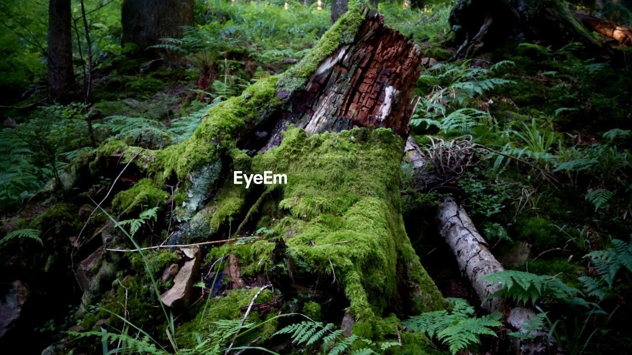 Trees in forest
