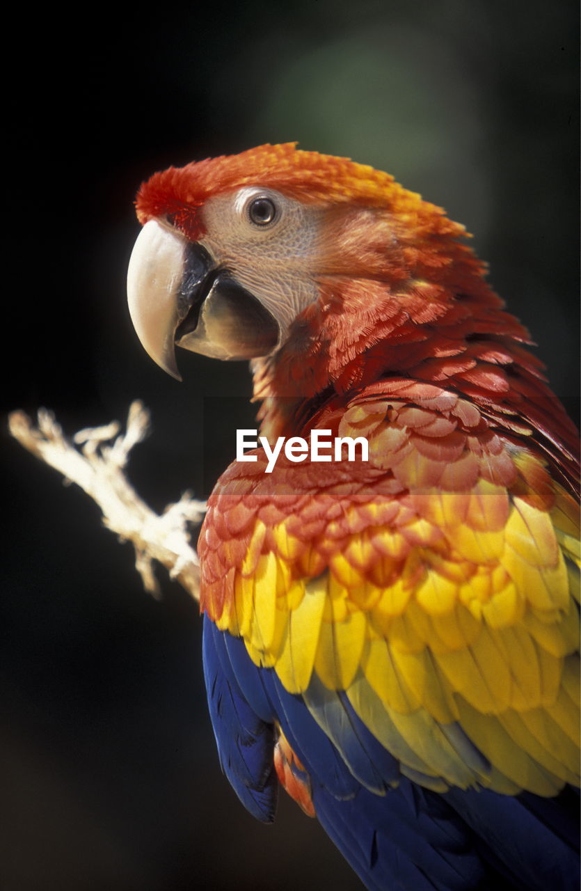 Close-up of scarlet macaw outdoors