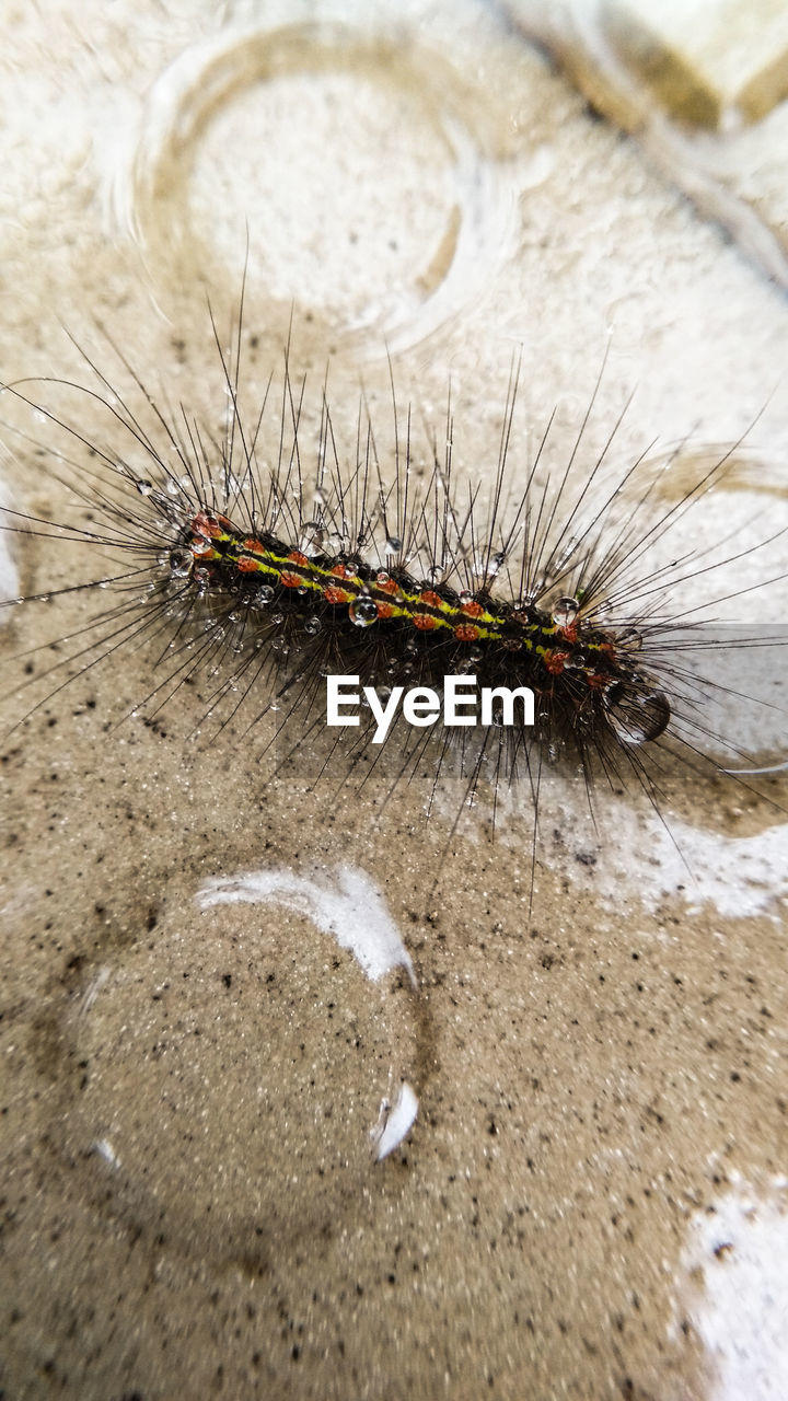 CLOSE-UP OF CATERPILLAR