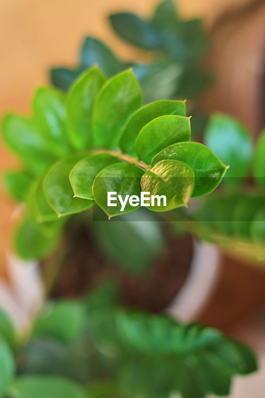 CLOSE-UP OF FRESH GREEN LEAVES