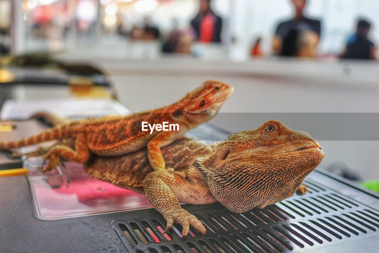 Close-up of an animal on table