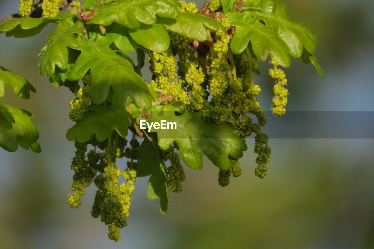 CLOSE-UP OF FRESH GREEN PLANT