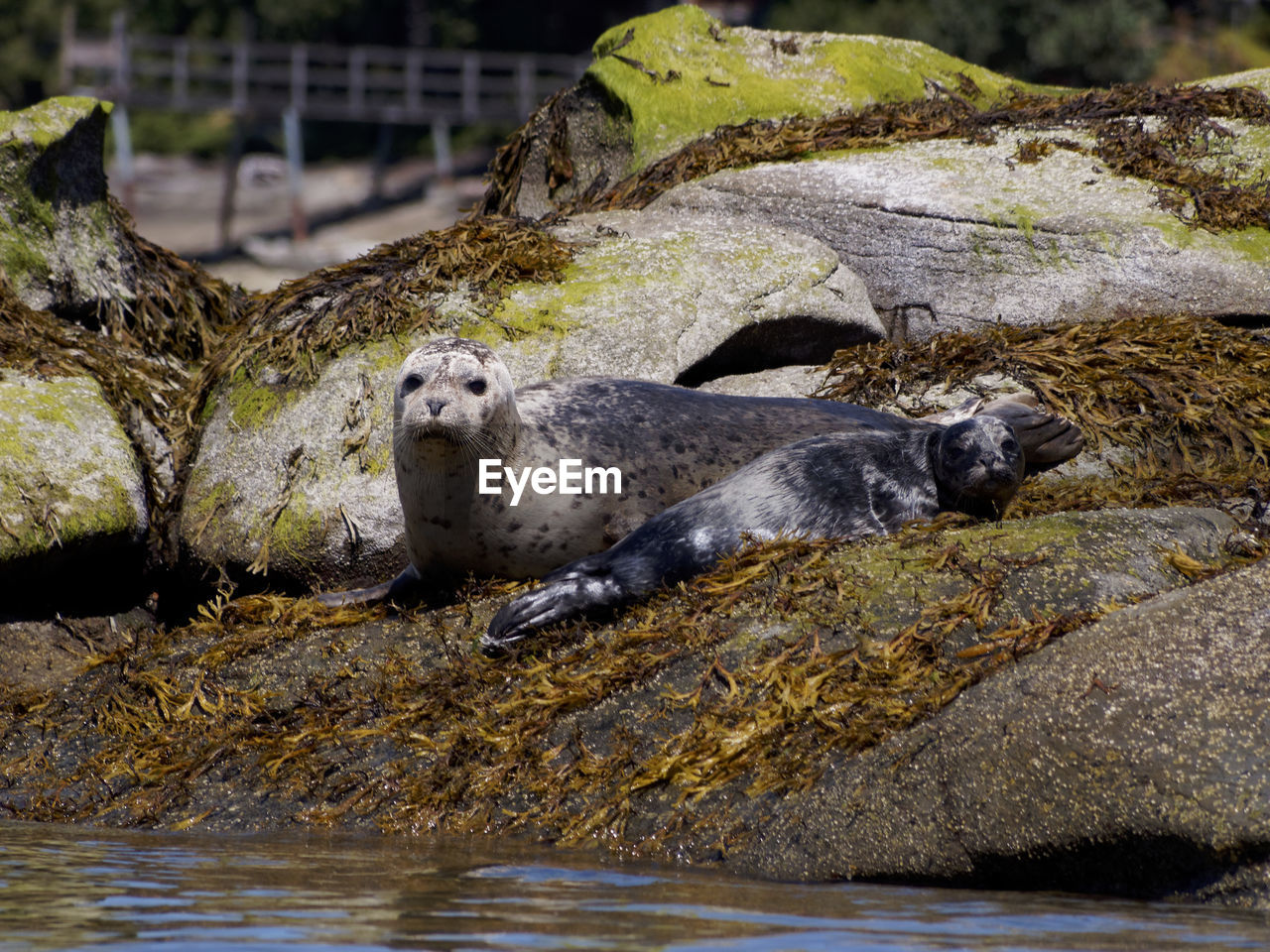 TURTLE ON ROCKS