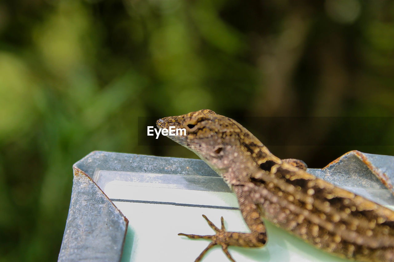 Close-up of lizard on metal