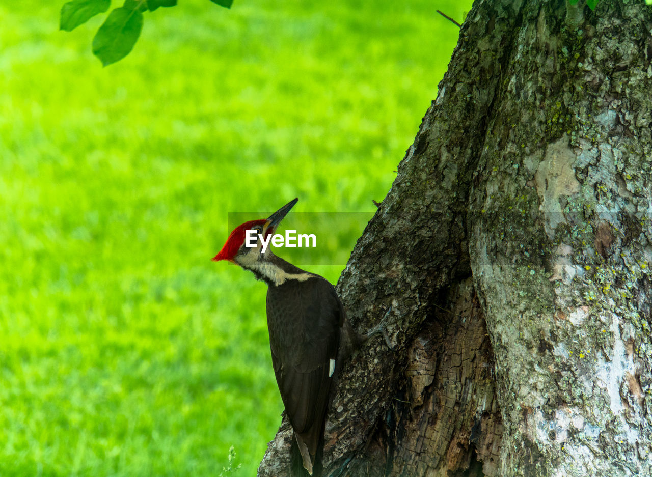 VIEW OF BIRD PERCHING ON TREE TRUNK