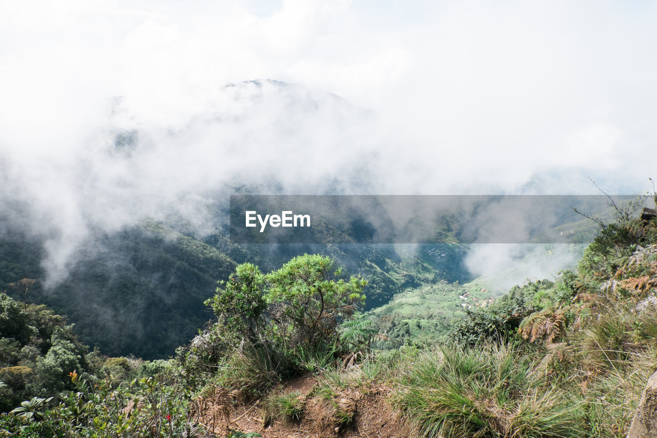 Scenic view of forest against sky