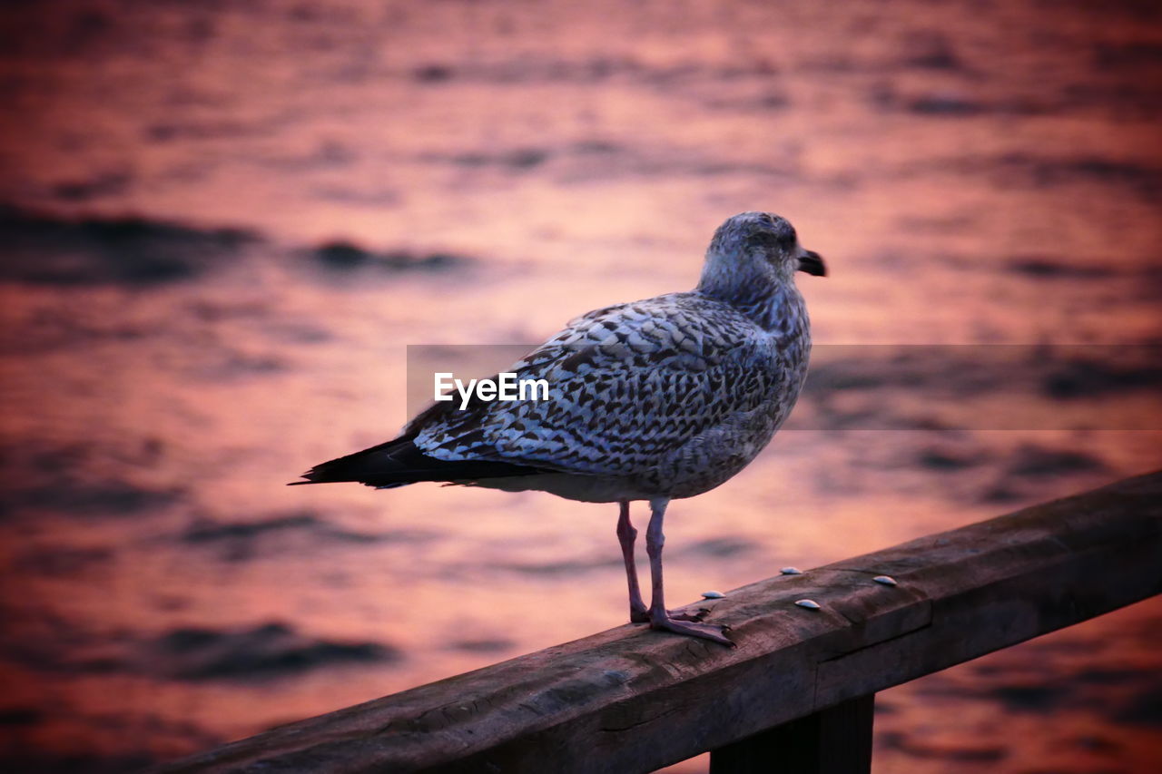 CLOSE-UP OF BIRD PERCHING ON BRANCH