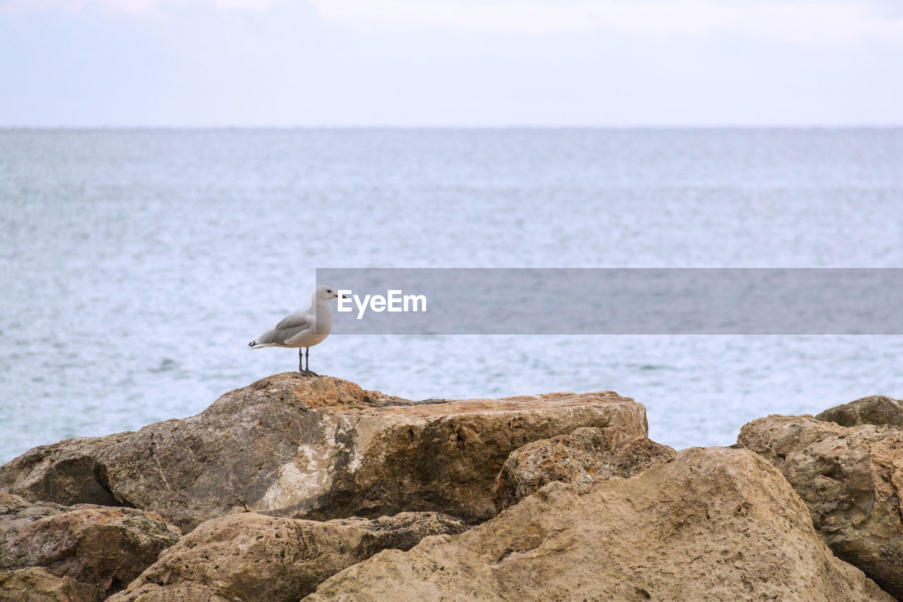 Seagull perching on rock by sea against sky