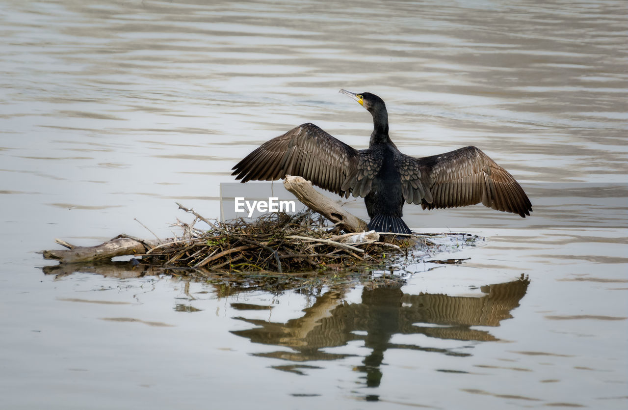 BIRD FLYING OVER A LAKE