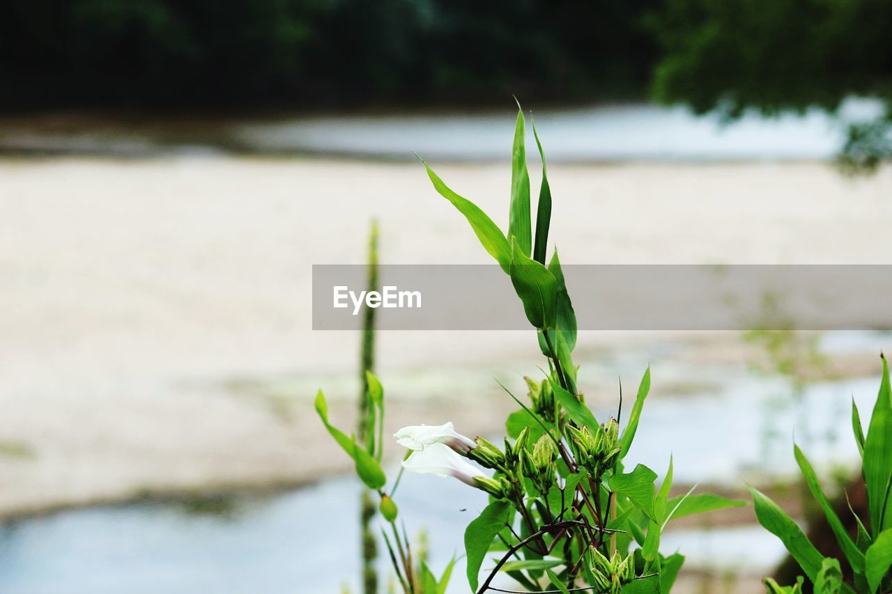 CLOSE-UP OF FRESH GREEN PLANT