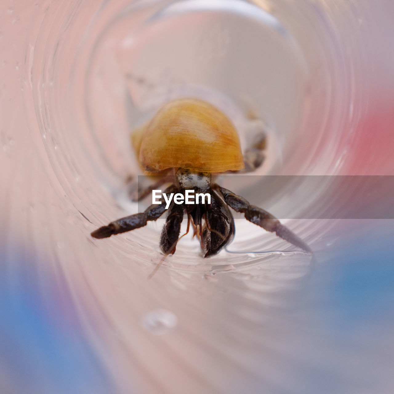 Close-up of hermit crab in glass