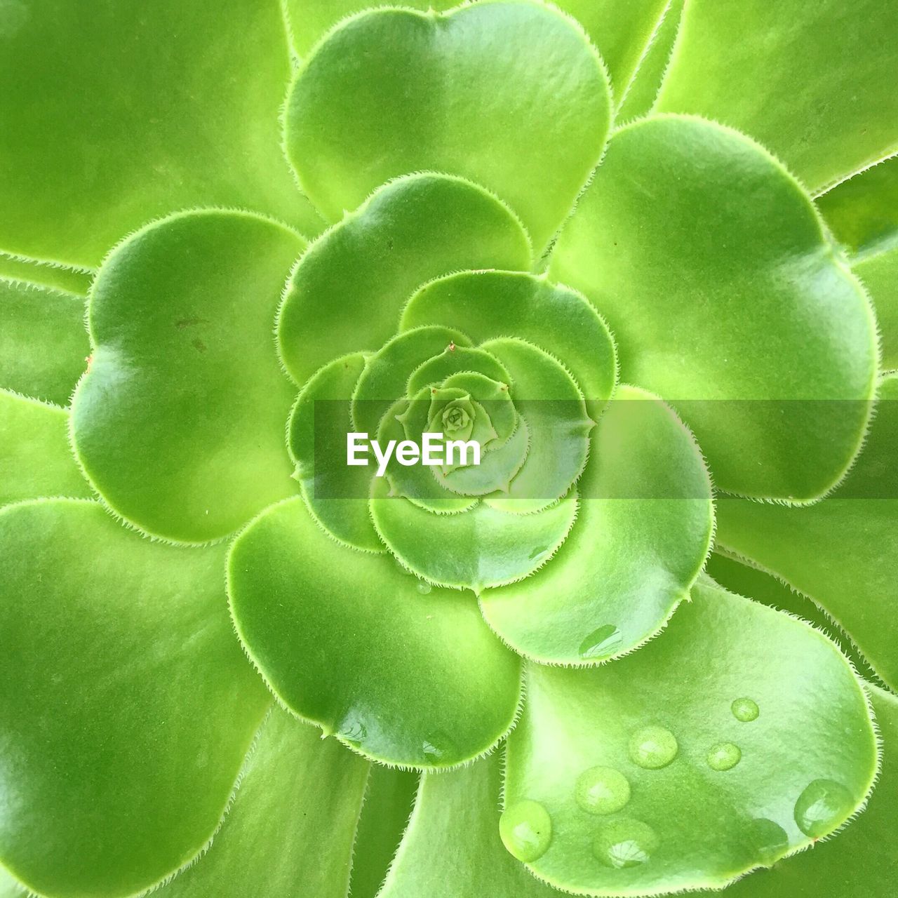 Close-up of green plant